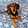 animal, blue, canine, couch, dachshund, dog, domestic_animal, ears, fur, furniture, indoor, looking_at_camera, lying_down, mammal, patterned, paws, pet, portrait, relaxed, white