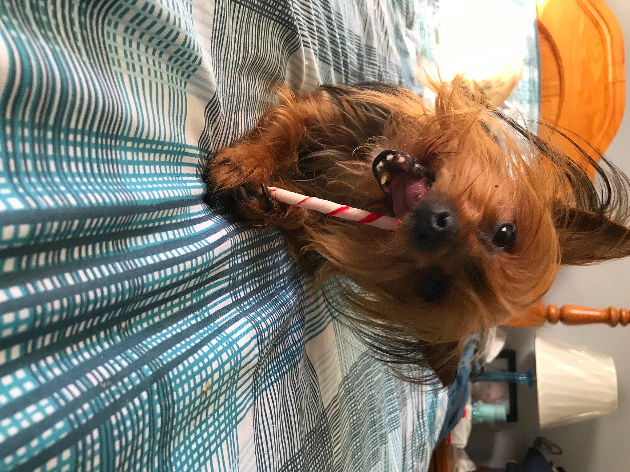 Deedee is registered to the contest to win money with this photo: canidae, carnivore, companion_dog, dog, dog_breed, dog_clothes, dog_collar, dog_supply, fawn, fur, liver, mesh, non_sporting_group, pet_supply, small_terrier, snout, sporting_group, terrier, toy_dog, working_animal