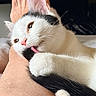 cat, kitten, black_and_white, white_fur, black_fur, pink_nose, tongue, whiskers, ears, eyes, close_up, pet, cuddling, human_legs, indoors, relaxed, lying_down, soft_fur, playful, portrait