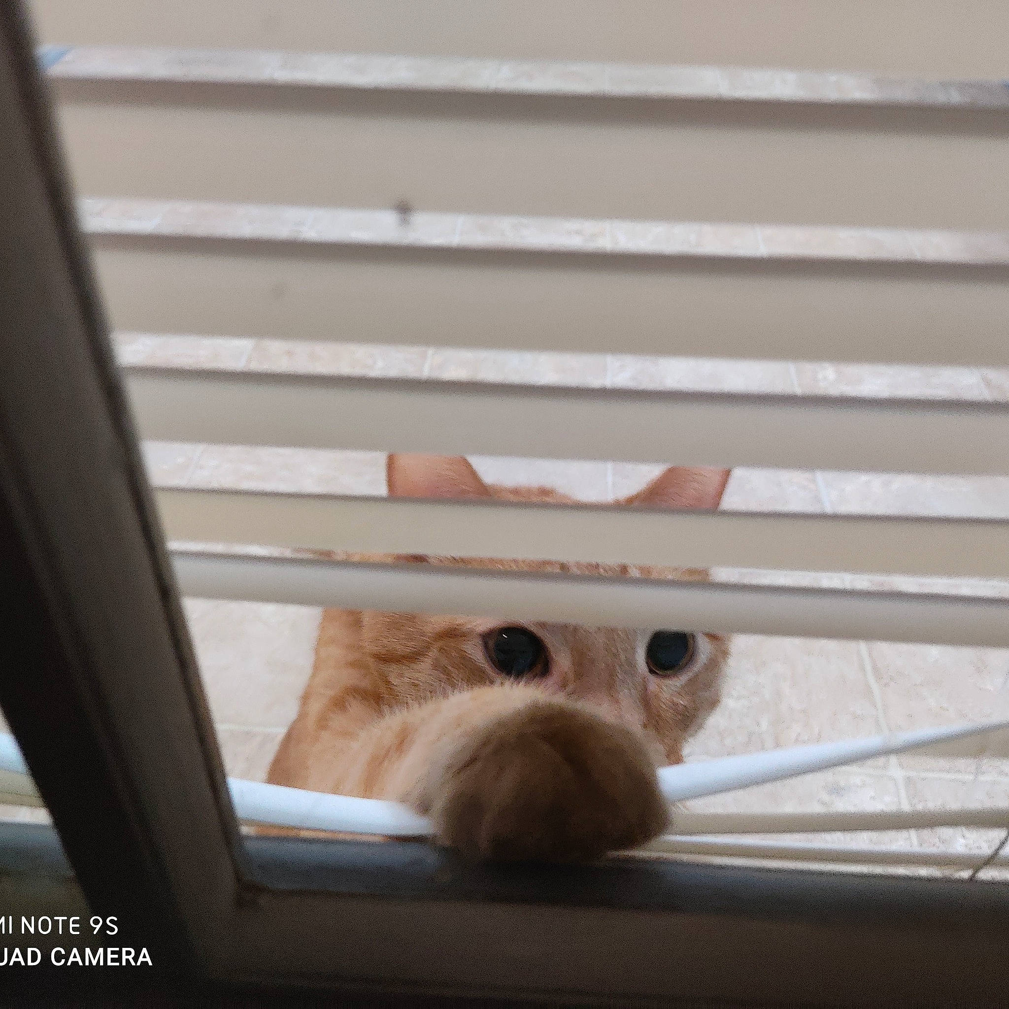 Sammy is registered to the contest to win money with this photo: cat, fawn, snout, window, wood