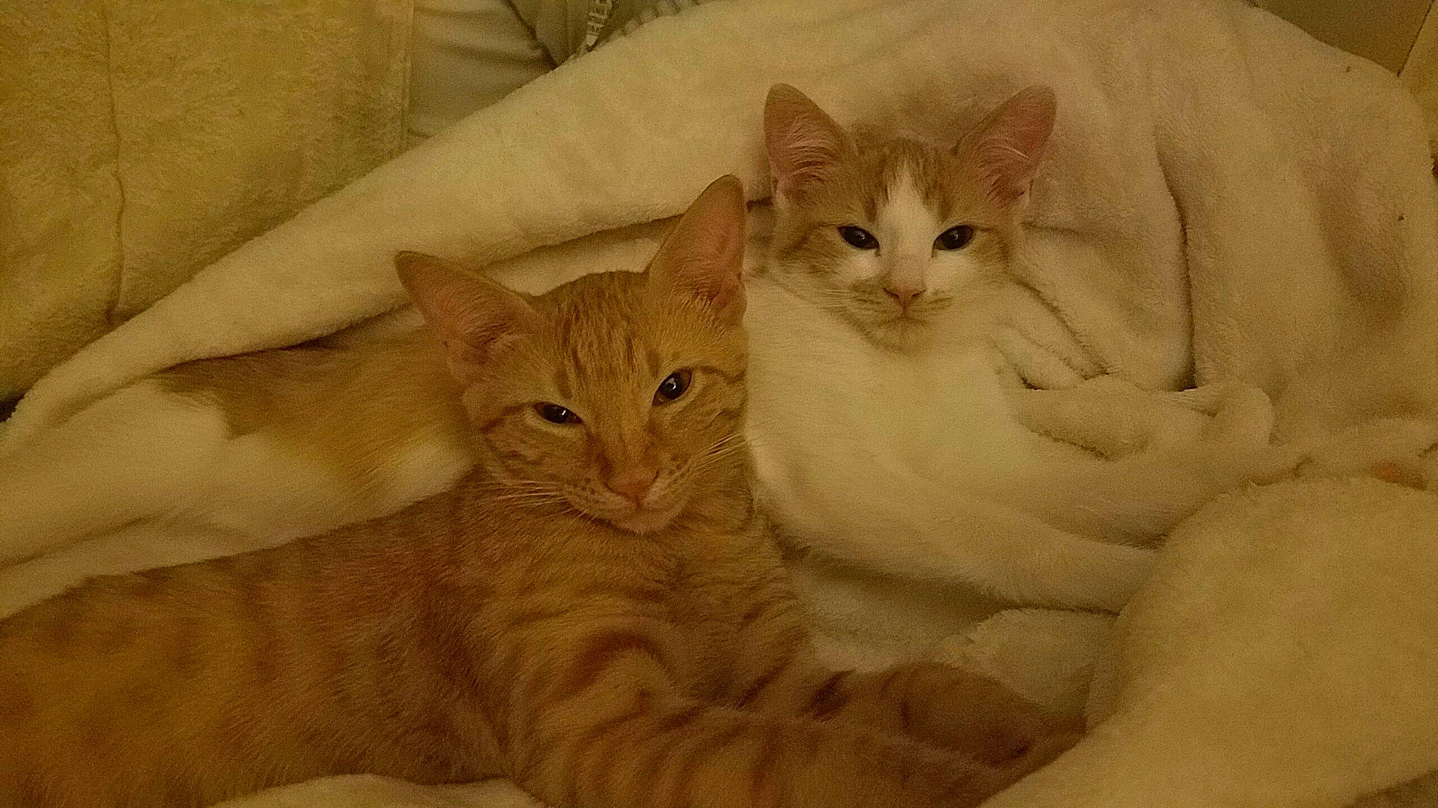 Sammy joined the competition — help win amazing prizes! aegean_cat, arabian_mau, asian, australian_mist, burmilla, carnivore, cat, domestic_short_haired_cat, european_shorthair, fawn, felidae, german_rex, kitten, mammal, ojos_azules, oriental_longhair, small_to_medium_sized_cats, tabby_cat, vertebrate, whiskers