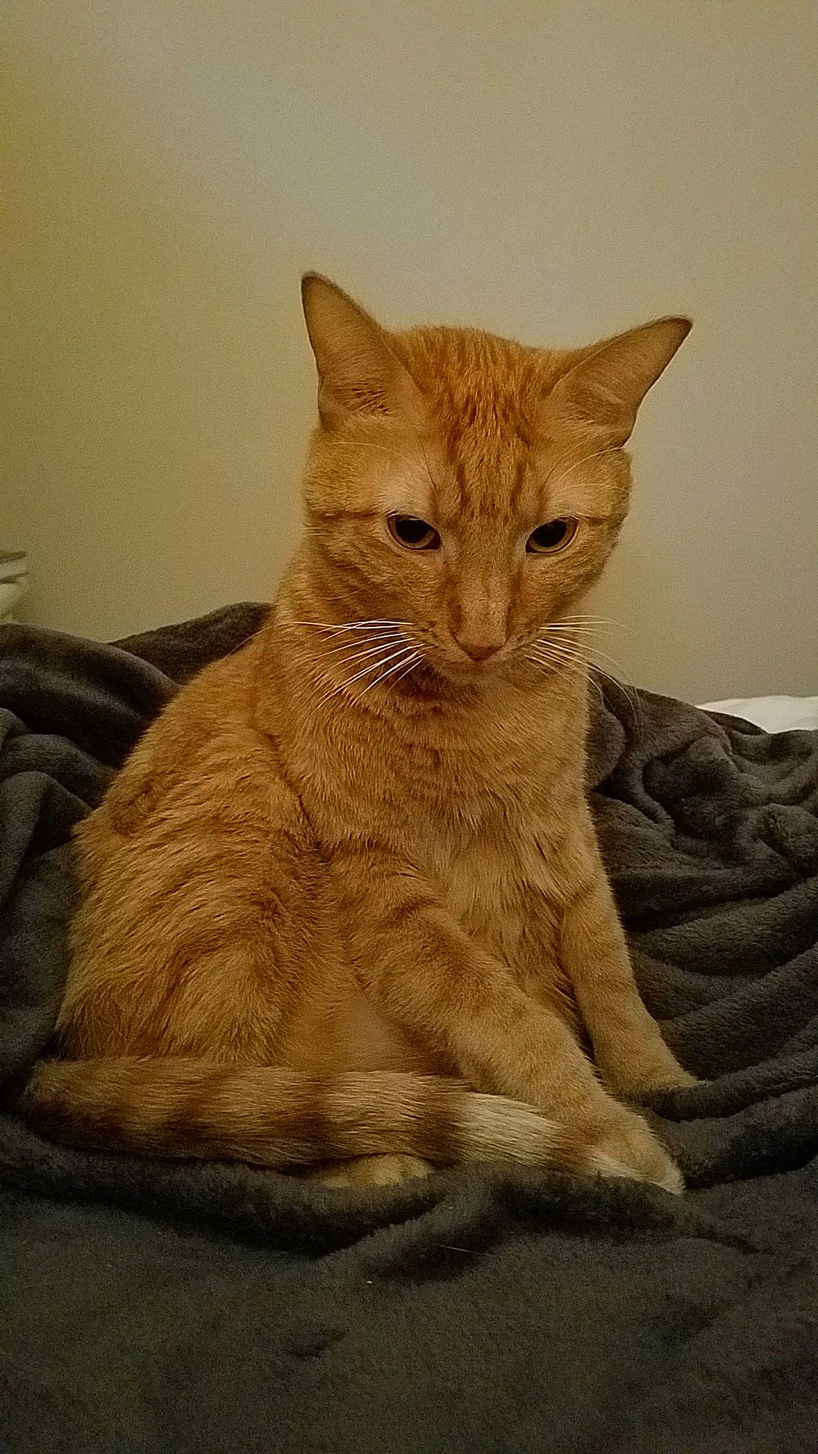 Sammy is registered to the contest to win money with this photo: arabian_mau, asian, australian_mist, carnivore, cat, domestic_short_haired_cat, european_shorthair, fawn, felidae, fur, german_rex, kitten, mammal, ojos_azules, small_to_medium_sized_cats, tabby_cat, vertebrate, whiskers