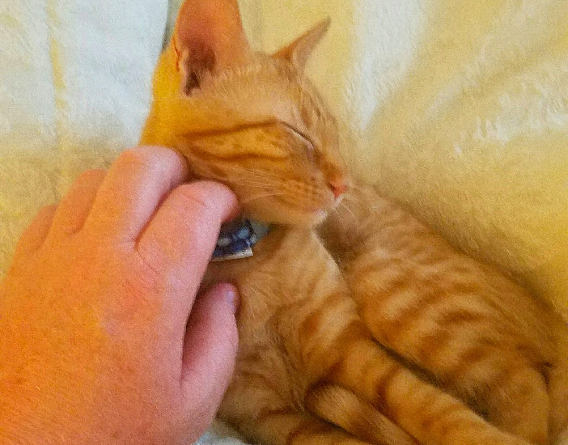 Sammy joined the competition — help win amazing prizes! asian, carnivore, cat, close_up, domestic_short_haired_cat, ear, european_shorthair, fawn, felidae, fur, hand, kitten, mammal, paw, skin, small_to_medium_sized_cats, snout, tabby_cat, whiskers