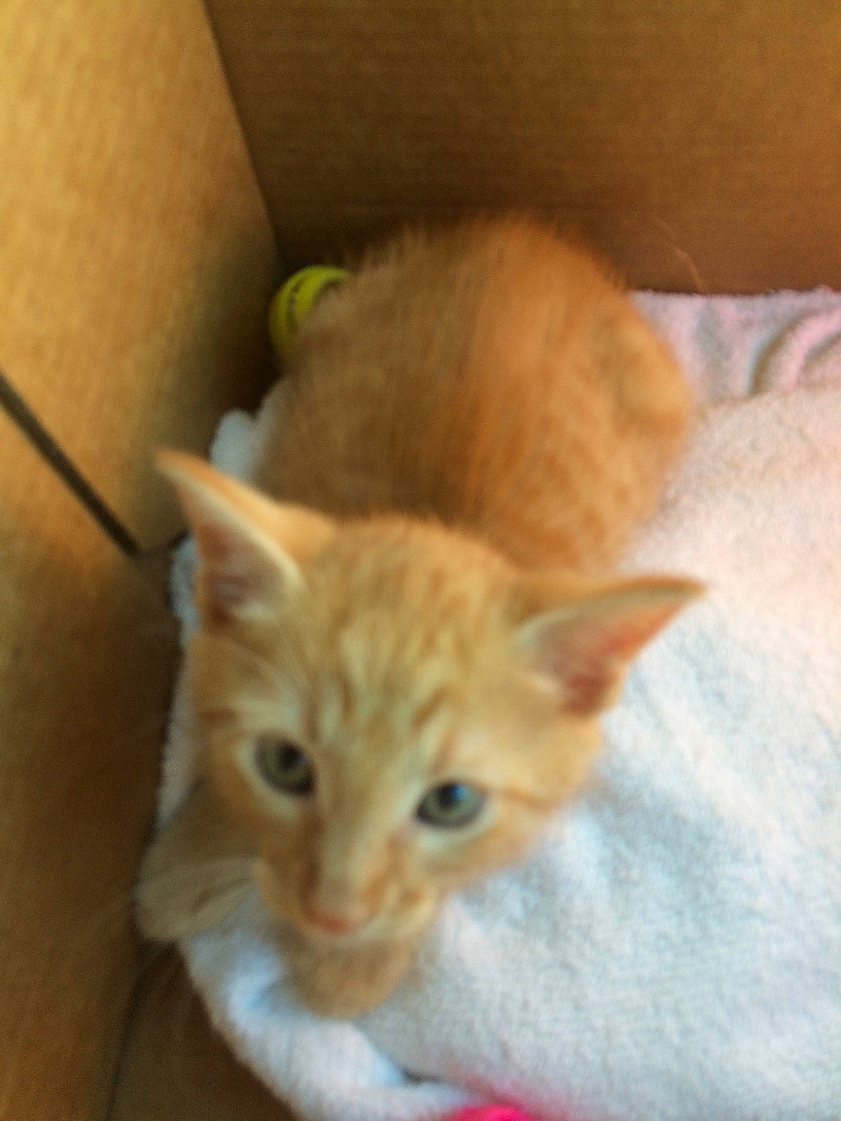 Sammy joined the competition — help win amazing prizes! arabian_mau, carnivore, cat, colorpoint_shorthair, domestic_short_haired_cat, european_shorthair, fawn, felidae, german_rex, kitten, mammal, ojos_azules, polydactyl_cat, skin, small_to_medium_sized_cats, tabby_cat, turkish_angora, vertebrate, whiskers