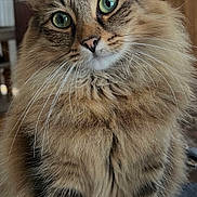 Hanzel is registered to the contest to win money with this photo: cat, tabby, fluffy, green_eyes, whiskers, fur, pet, indoor, closeup, curious, animal, mammal, feline, portrait, sitting, domestic_cat, cute, soft, striped, wooden_background