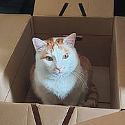 Orion a rejoint le concours — aidez-le/la à gagner de superbes lots ! cat, orange_cat, white_cat, cardboard_box, pet, domestic_cat, whiskers, indoor, feline, curious, sitting, looking_up, box, fur, animal, cute, playful, portrait, household, tabby