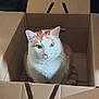 cat, orange_cat, white_cat, cardboard_box, pet, domestic_cat, whiskers, indoor, feline, curious, sitting, looking_up, box, fur, animal, cute, playful, portrait, household, tabby
