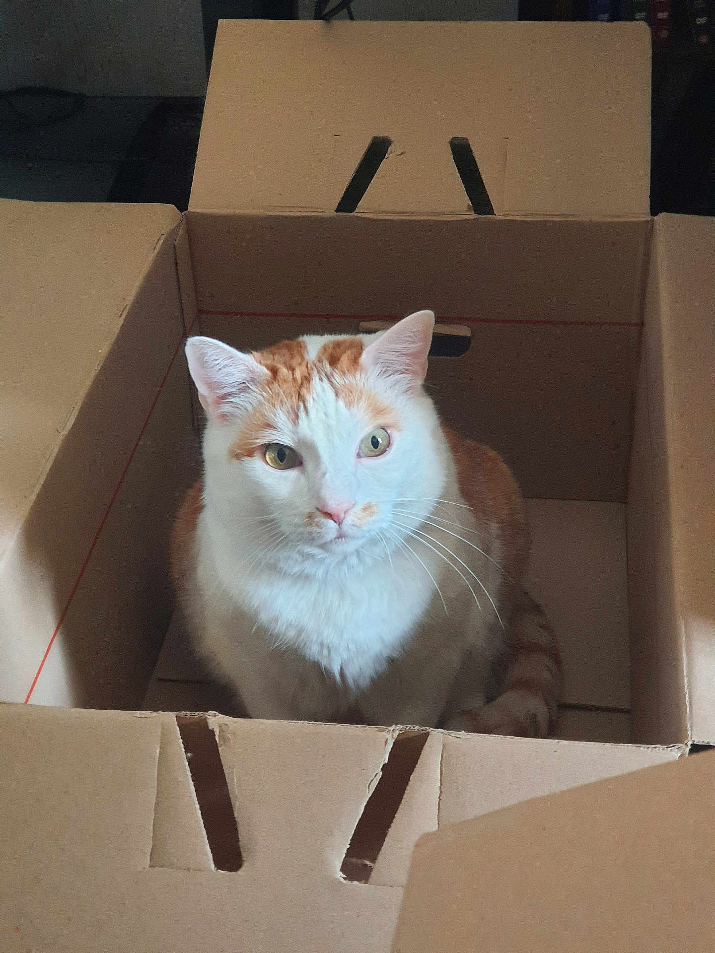 Orion a rejoint le concours — aidez-le/la à gagner de superbes lots ! cat, orange_cat, white_cat, cardboard_box, pet, domestic_cat, whiskers, indoor, feline, curious, sitting, looking_up, box, fur, animal, cute, playful, portrait, household, tabby