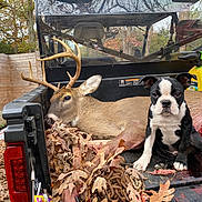 Bones Spivey is registered to the contest to win money with this photo: dog, deer, antlers, truck_bed, leaves, chains, outdoor, autumn, wooden_fence, animal, pet, nature, vehicle, black_and_white, sitting, calm, curious, rural, daytime, forest