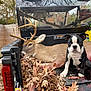 dog, deer, antlers, truck_bed, leaves, chains, outdoor, autumn, wooden_fence, animal, pet, nature, vehicle, black_and_white, sitting, calm, curious, rural, daytime, forest