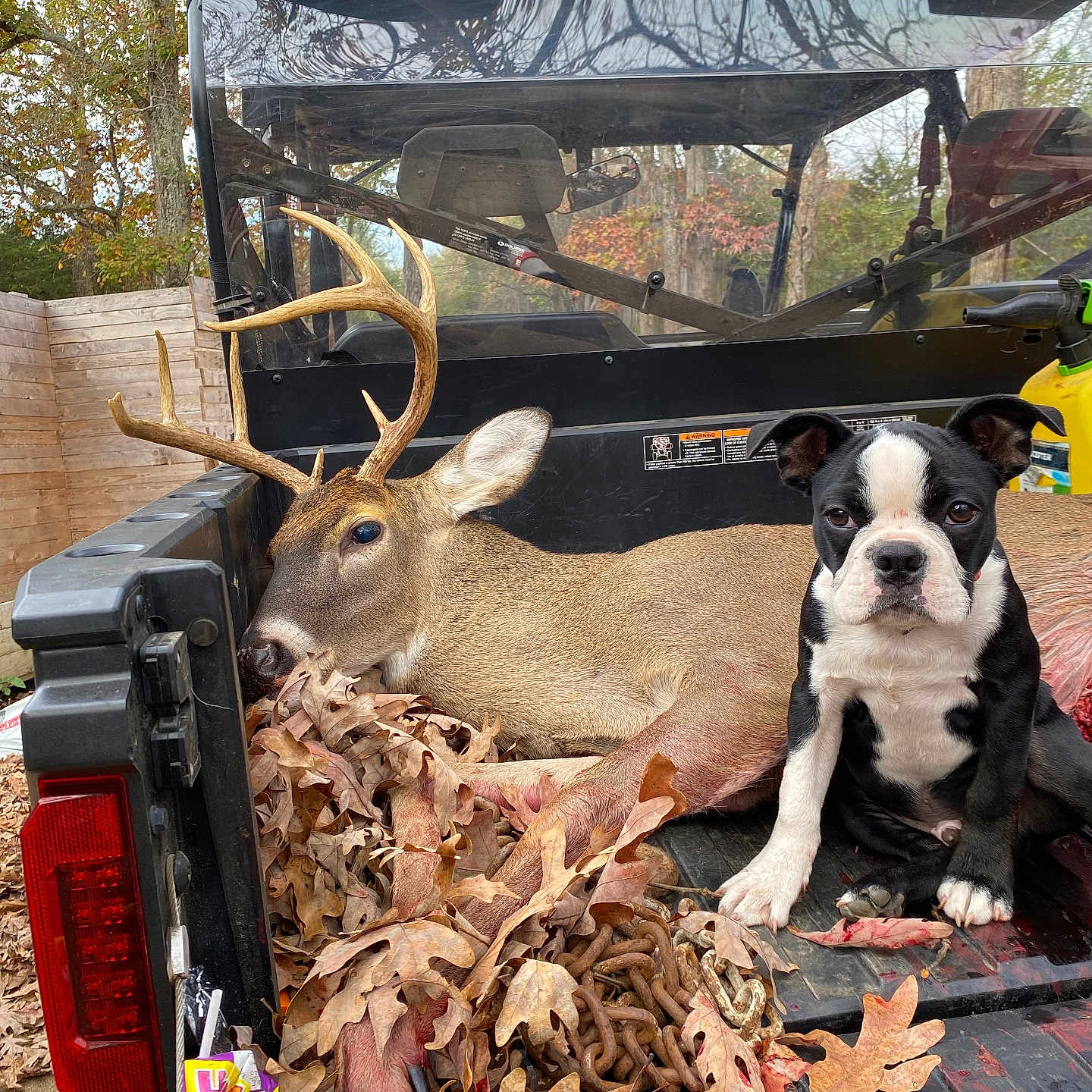 Bones Spivey is registered to the contest to win money with this photo: animal, antlers, autumn, black_and_white, calm, chains, curious, daytime, deer, dog, forest, leaves, nature, outdoor, pet, rural, sitting, truck_bed, vehicle, wooden_fence