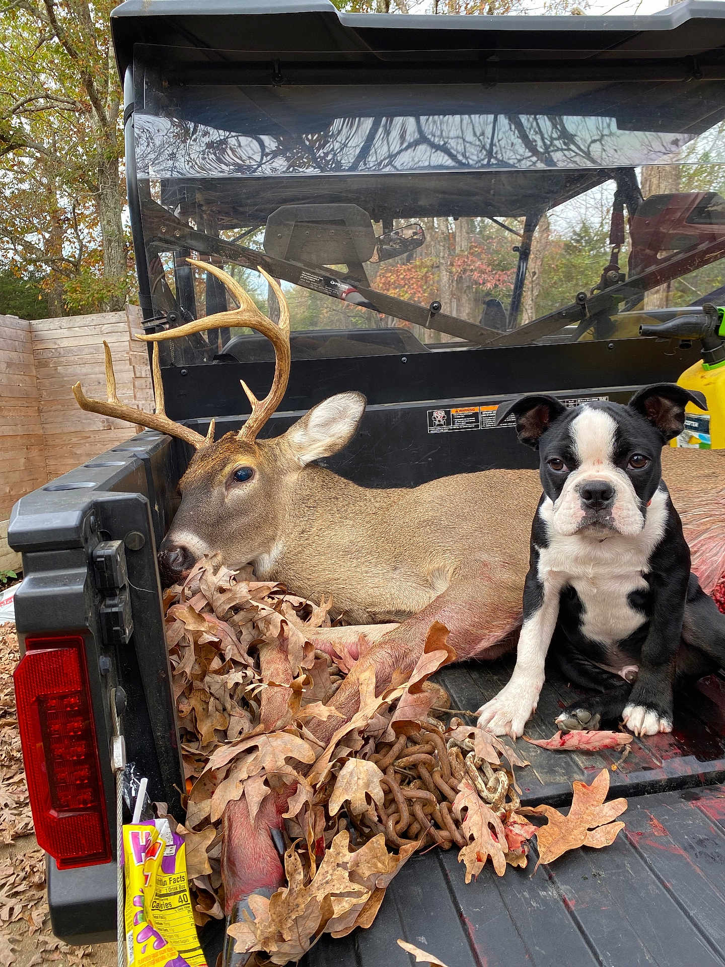 Bones Spivey is registered to the contest to win money with this photo: dog, deer, antlers, truck_bed, leaves, chains, outdoor, autumn, wooden_fence, animal, pet, nature, vehicle, black_and_white, sitting, calm, curious, rural, daytime, forest