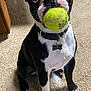 ball, big_eyes, black_and_white, boston_terrier, carpet, close_up, collar, dog, happy, id_tag, indoor, looking_up, nose, paw, pet_photography, playful, sitting, tennis_ball, toy, whiskers