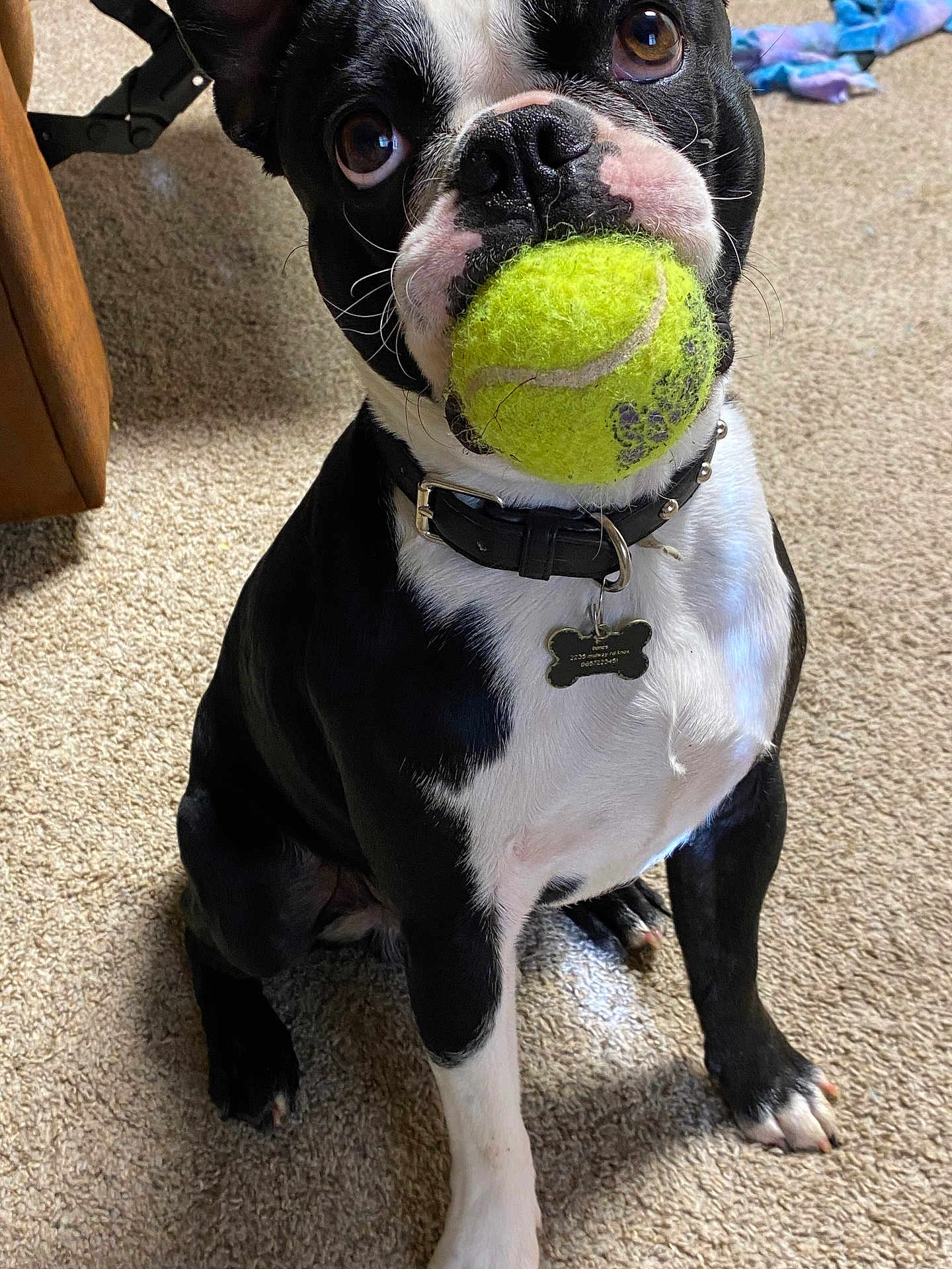 Bones joined the competition — help win amazing prizes! ball, big_eyes, black_and_white, boston_terrier, carpet, close_up, collar, dog, happy, id_tag, indoor, looking_up, nose, paw, pet_photography, playful, sitting, tennis_ball, toy, whiskers