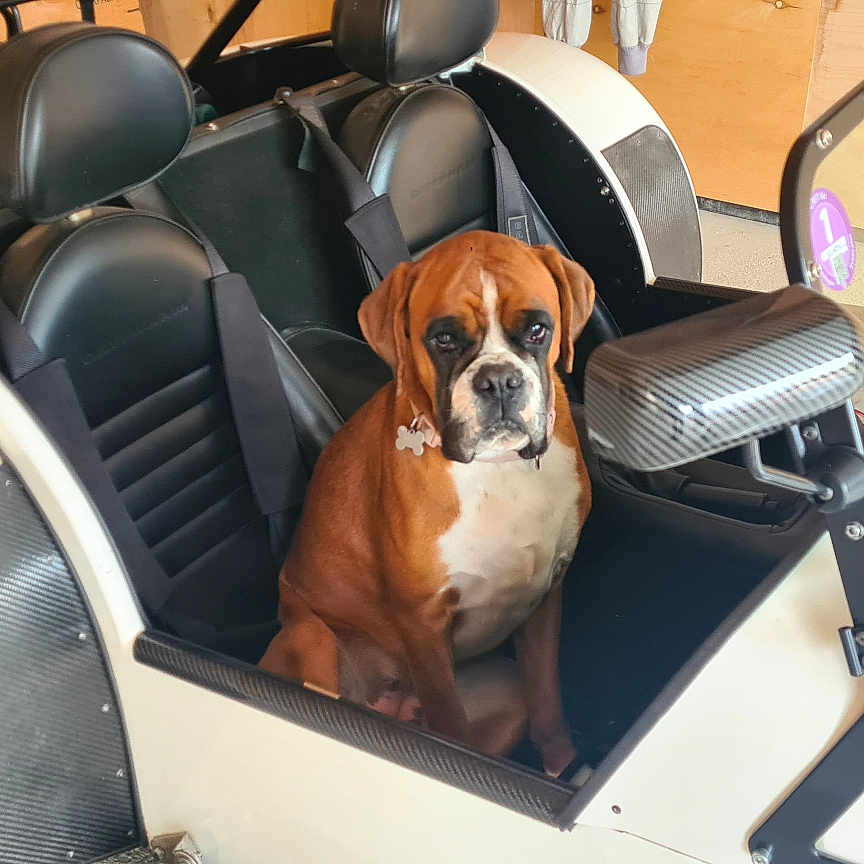 Vaya a rejoint le concours — aidez-le/la à gagner de superbes lots ! animal, boxer, bulldog, canine, car, car_interior, carseat, chair, cushion, dog, furniture, homedecor, hound, machine, pet, puppy, spoke, transportation, vehicle, wheel