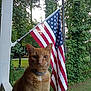 cat, orange_cat, porch, american_flag, flag, trees, greenery, outdoor, animal, pet, collar, feline, nature, daylight, grass, wood, closeup, background, patriotic, fauna