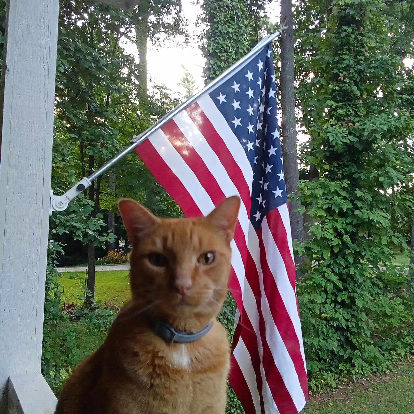 Charlie joined the competition — help win amazing prizes! american_flag, animal, background, cat, closeup, collar, daylight, fauna, feline, flag, grass, greenery, nature, orange_cat, outdoor, patriotic, pet, porch, trees, wood