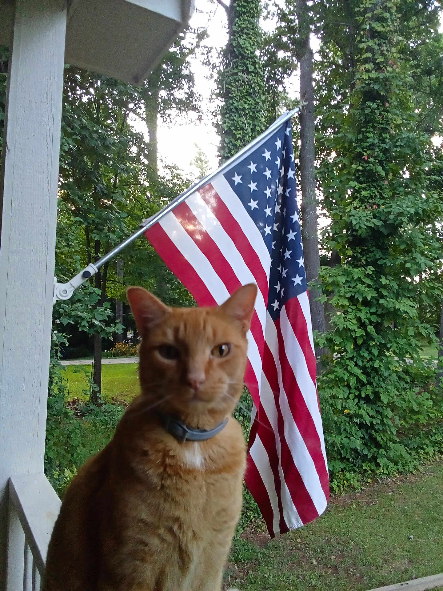 Charlie joined the competition — help win amazing prizes! cat, orange_cat, porch, american_flag, flag, trees, greenery, outdoor, animal, pet, collar, feline, nature, daylight, grass, wood, closeup, background, patriotic, fauna