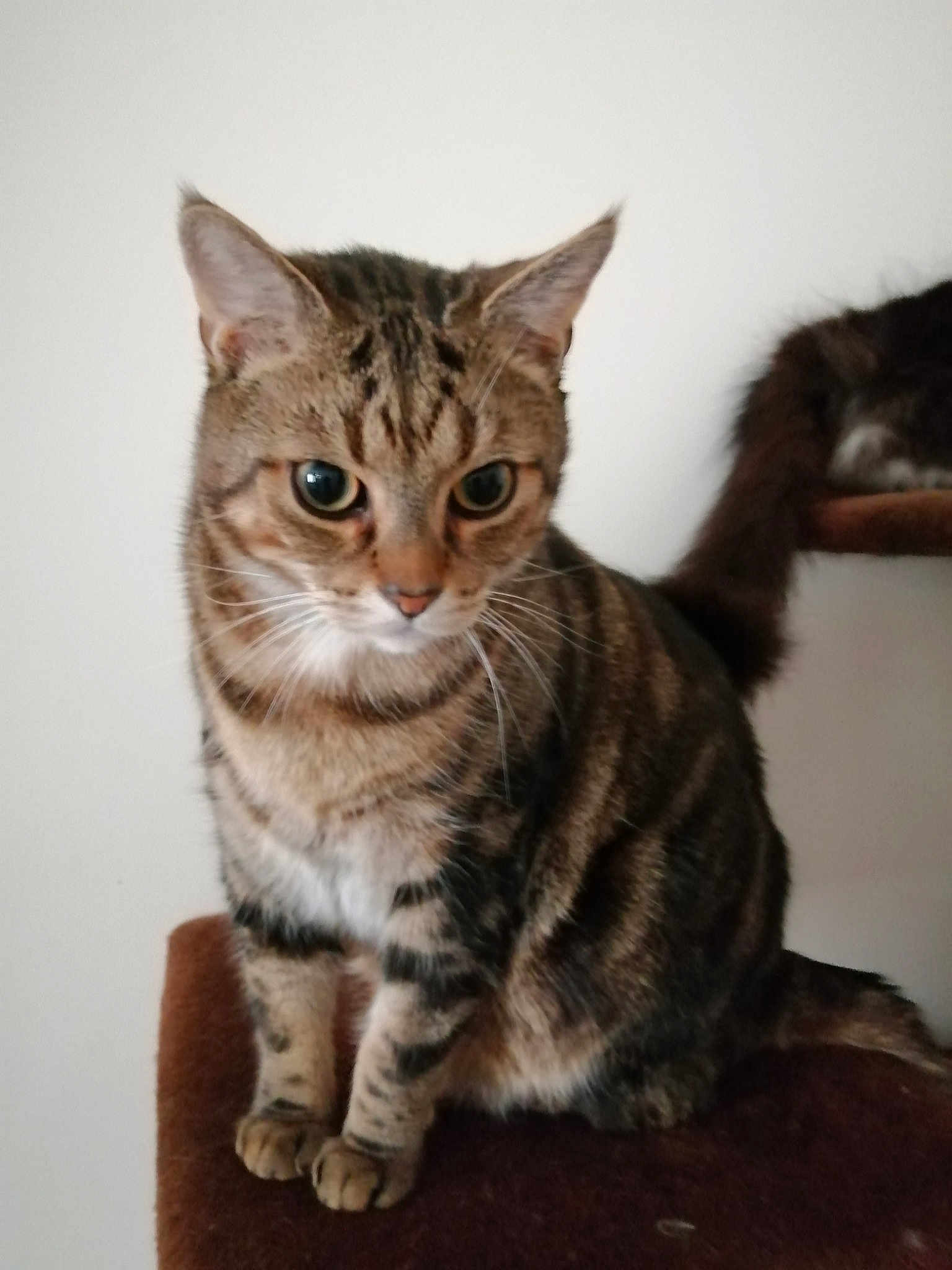 César