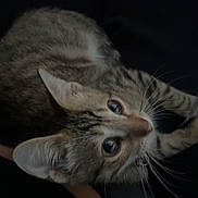 Milo joined the competition — help win amazing prizes! cat, tabby, pet, animal, fur, whiskers, ears, eyes, curious, closeup, indoor, domestic, mammal, cute, feline, looking_up, portrait, soft_light, dark_background, resting