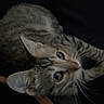 cat, tabby, pet, animal, fur, whiskers, ears, eyes, curious, closeup, indoor, domestic, mammal, cute, feline, looking_up, portrait, soft_light, dark_background, resting