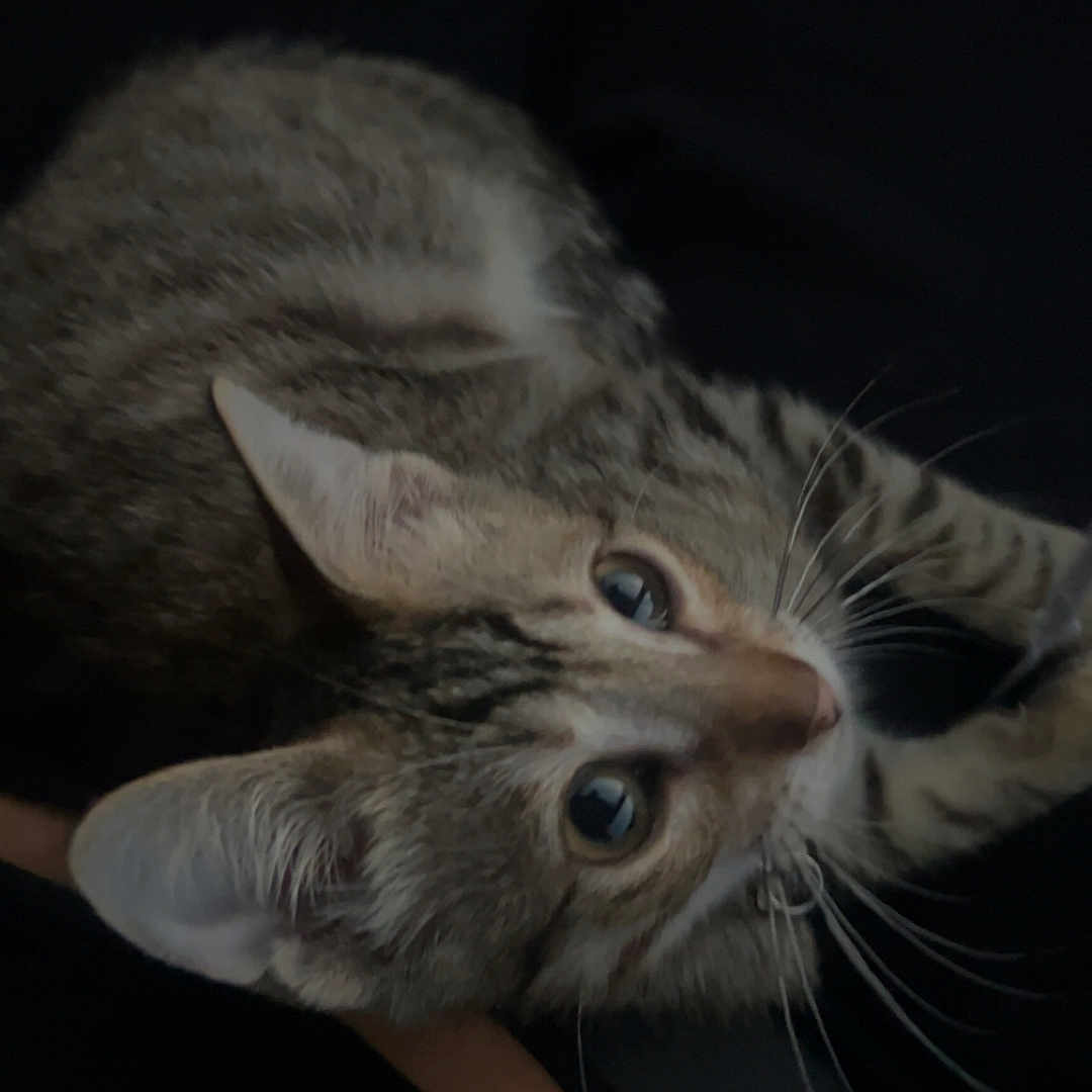 Milo