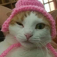 Nugget joined the competition — help win amazing prizes! cat, animal, pet, closeup, face, whiskers, pink_hat, knitwear, winking, indoor, cozy, fur, cute, domestic_cat, headwear, expression, portrait, mammal, funny, one_eye_closed