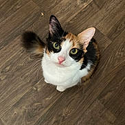 Reese is registered to the contest to win money with this photo: abyssinian, angora, animal, canine, cat, face, hardwood, head, indoors, interiordesign, kitten, manx, pattern, person, pet, photography, plywood, portrait, stainedwood, wood