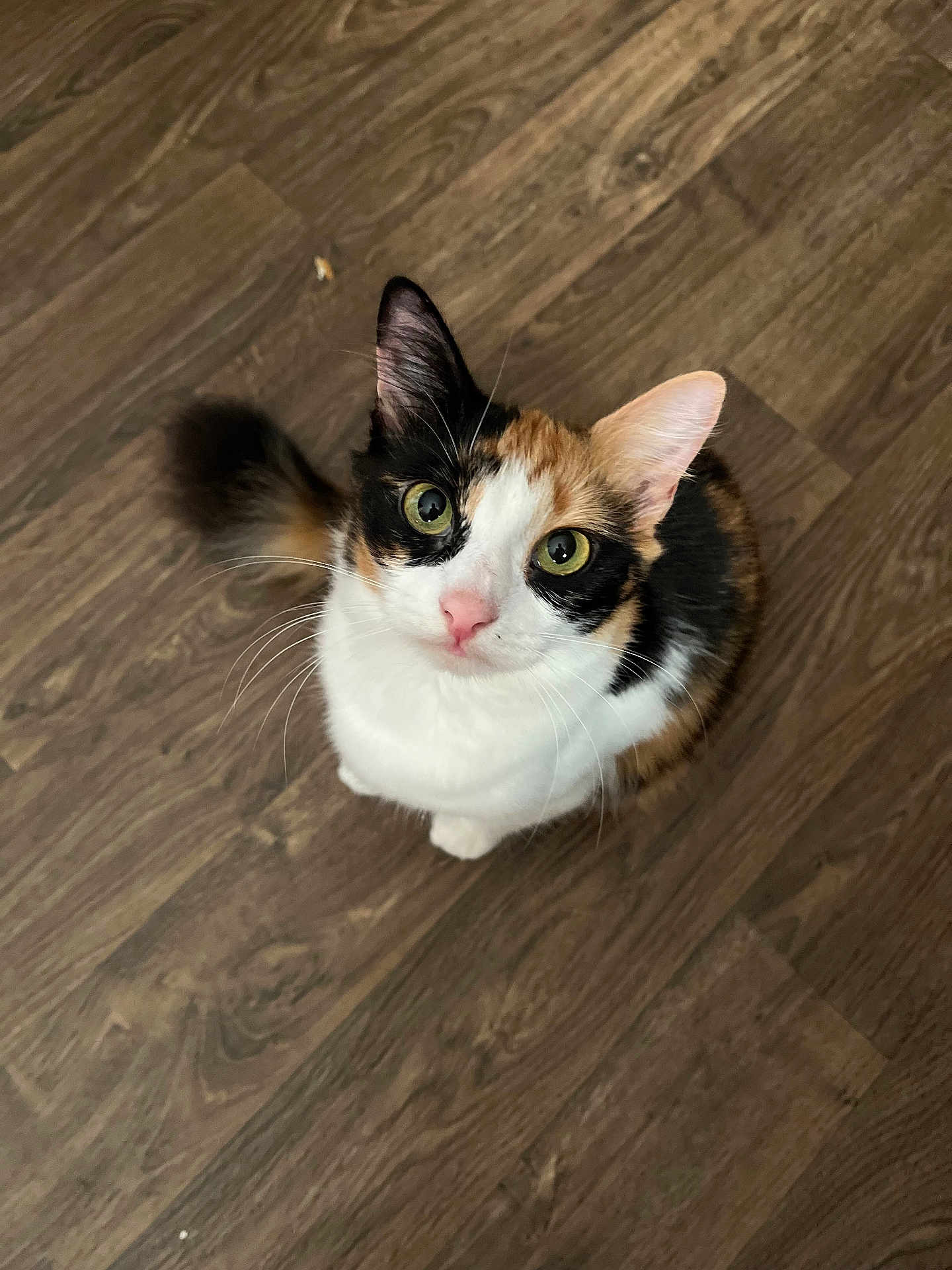 Reese is registered to the contest to win money with this photo: abyssinian, angora, animal, canine, cat, face, hardwood, head, indoors, interiordesign, kitten, manx, pattern, person, pet, photography, plywood, portrait, stainedwood, wood