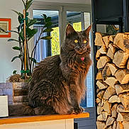 Umi a rejoint le concours — aidez-le/la à gagner de superbes lots ! cat, curious, domestic_animal, ears, firewood, fluffy, furniture, gray_cat, indoor, natural_light, pet, plant, potted_plant, sitting, stacked_wood, tail, whiskers, window, wood_surface, yellow_eyes