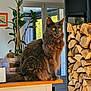 cat, curious, domestic_animal, ears, firewood, fluffy, furniture, gray_cat, indoor, natural_light, pet, plant, potted_plant, sitting, stacked_wood, tail, whiskers, window, wood_surface, yellow_eyes