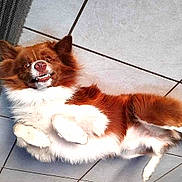Pulco a rejoint le concours — aidez-le/la à gagner de superbes lots ! animal, brown_and_white, canine, cute, dog, domestic, floor, fluffy, funny, fur, indoor, lying_down, mischievous, paws, pet, playful, relaxed, smiling, teeth, tiles