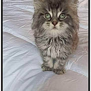 Filou participe au concours pour gagner de l'argent avec cette photo : kitten, cat, fluffy, gray, bed, white_bedspread, indoor, pet, animal, cute, feline, young, small, fur, whiskers, eyes, portrait, standing, curious, cozy