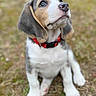 adorable, beagle, bokeh, close_up, collar, cute, dog, eyes, floppy_ears, fur, grass, ground, nose, outdoor, paws, portrait, puppy, red_collar, sitting, young