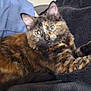 Cbee joined the competition — help win amazing prizes! cat, tortoiseshell_cat, feline, pet, animal, fur, whiskers, ears, eyes, blanket, pillow, indoor, resting, cute, soft, cozy, mammal, domestic_animal, lying_down, alert