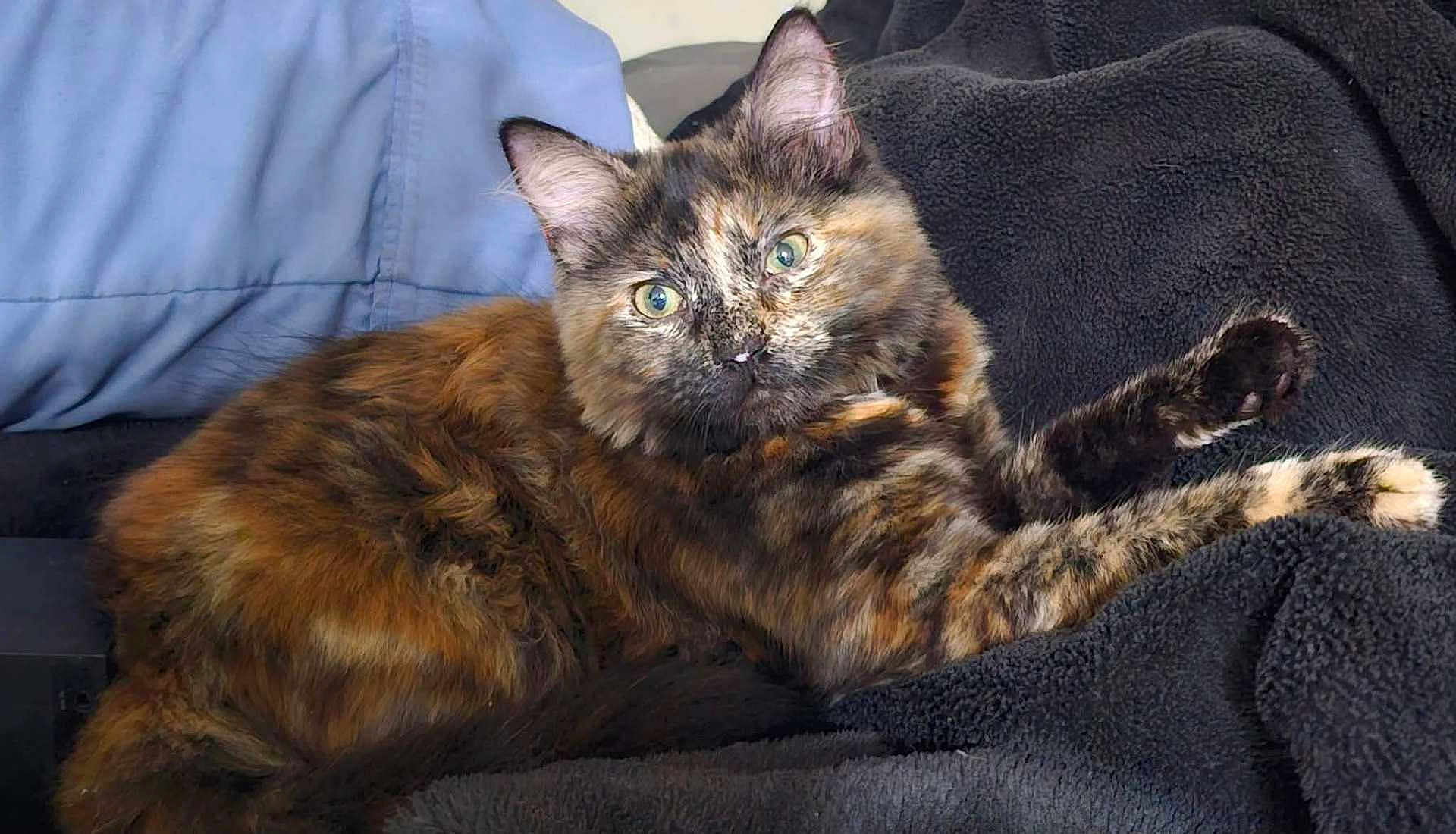Cbee joined the competition — help win amazing prizes! cat, tortoiseshell_cat, feline, pet, animal, fur, whiskers, ears, eyes, blanket, pillow, indoor, resting, cute, soft, cozy, mammal, domestic_animal, lying_down, alert