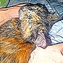 Cbee is registered to the contest to win money with this photo: cat, tortoiseshell, petting, hand, closeup, fur, resting, comfort, indoor, fabric, pattern, animal, domestic, whiskers, ear, sleepy, relaxed, human, touch, cozy