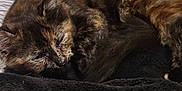 Cbee joined the competition — help win amazing prizes! animal, bed, blanket, cat, cozy, cute, domestic, fur, furniture, home, indoor, nap, pet, quiet, relaxed, resting, sleeping, soft, striped_sheet, tortoiseshell