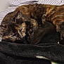 animal, bed, blanket, cat, cozy, cute, domestic, fur, furniture, home, indoor, nap, pet, quiet, relaxed, resting, sleeping, soft, striped_sheet, tortoiseshell
