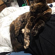 Cbee joined the competition — help win amazing prizes! cat, tortoiseshell, sleeping, pet, fur, blanket, bed, resting, domestic, animal, cozy, indoor, cute, paw, tail, feline, comfort, relaxation, black_clothing, soft