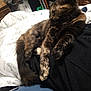 cat, tortoiseshell, sleeping, pet, fur, blanket, bed, resting, domestic, animal, cozy, indoor, cute, paw, tail, feline, comfort, relaxation, black_clothing, soft