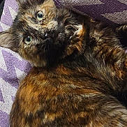 Cbee joined the competition — help win amazing prizes! animal, blanket, cat, closeup, comfort, cozy, cute, domestic_animal, eyes, fur, fur_texture, indoor, lying_down, pattern, pet, purple, relaxing, soft, tortoiseshell, whiskers