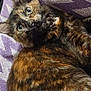 animal, blanket, cat, closeup, comfort, cozy, cute, domestic_animal, eyes, fur, fur_texture, indoor, lying_down, pattern, pet, purple, relaxing, soft, tortoiseshell, whiskers
