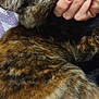 Cbee joined the competition — help win amazing prizes! animal, cat, close_up, comfort, companion, cozy, cute, domestic_cat, feline, fur, hand, indoor, pet, purple_blanket, relaxed, resting, sleeping, snuggling, tortoiseshell, whiskers