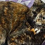 Cbee is registered to the contest to win money with this photo: animal, blanket, cat, closeup, cozy, cute, ears, feline, fur, indoor, pattern, pet, purple, relaxed, resting, sleeping, soft, tortoiseshell, whiskers, white