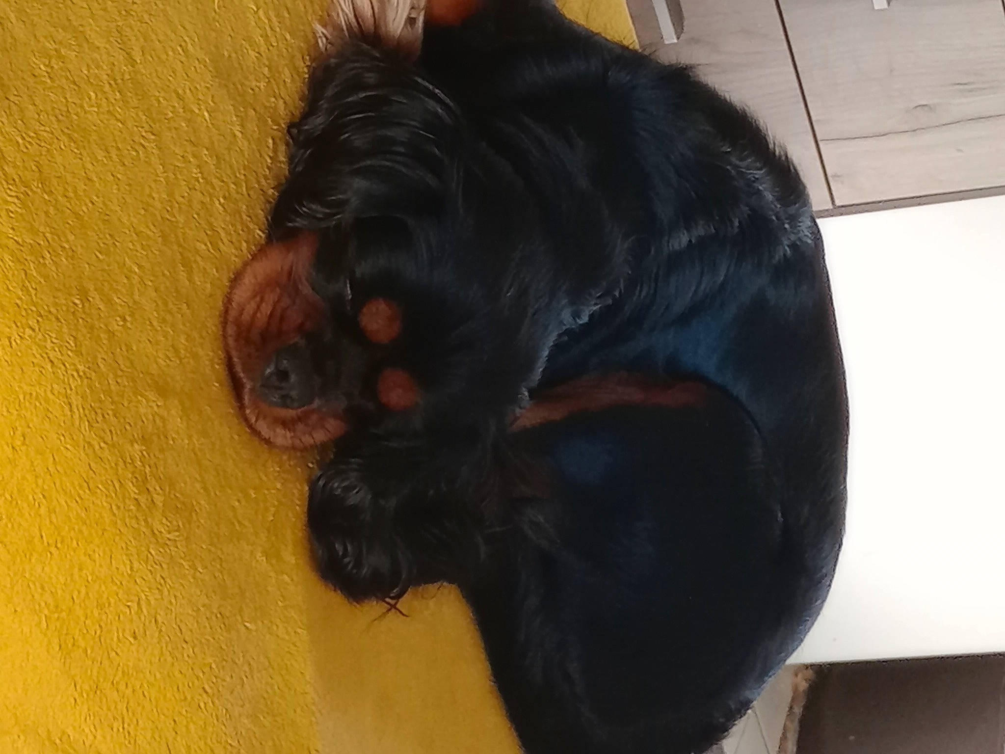 Téa participe au concours pour gagner de l'argent avec cette photo : canidae, carnivore, claw, companion_dog, corgi_chihuahua, dog, dog_breed, flooring, foot, fur, guard_dog, liver, paw, snout, sporting_group, tail, terrestrial_animal, whiskers, wood, working_animal