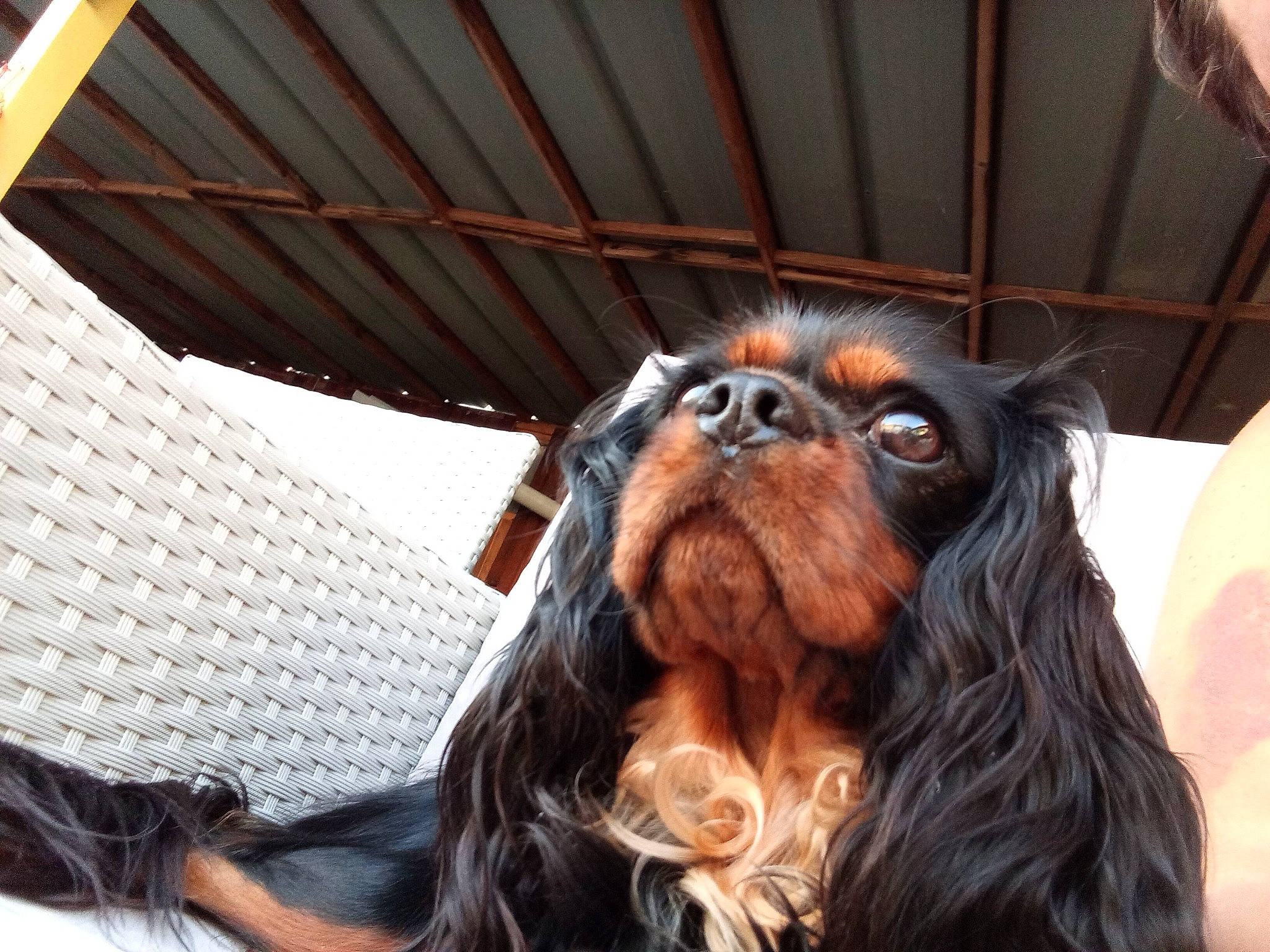 Téa a rejoint le concours — aidez-le/la à gagner de superbes lots ! canidae, carnivore, companion_dog, dog_breed, fun, fur, liver, mesh, sporting_group, working_animal