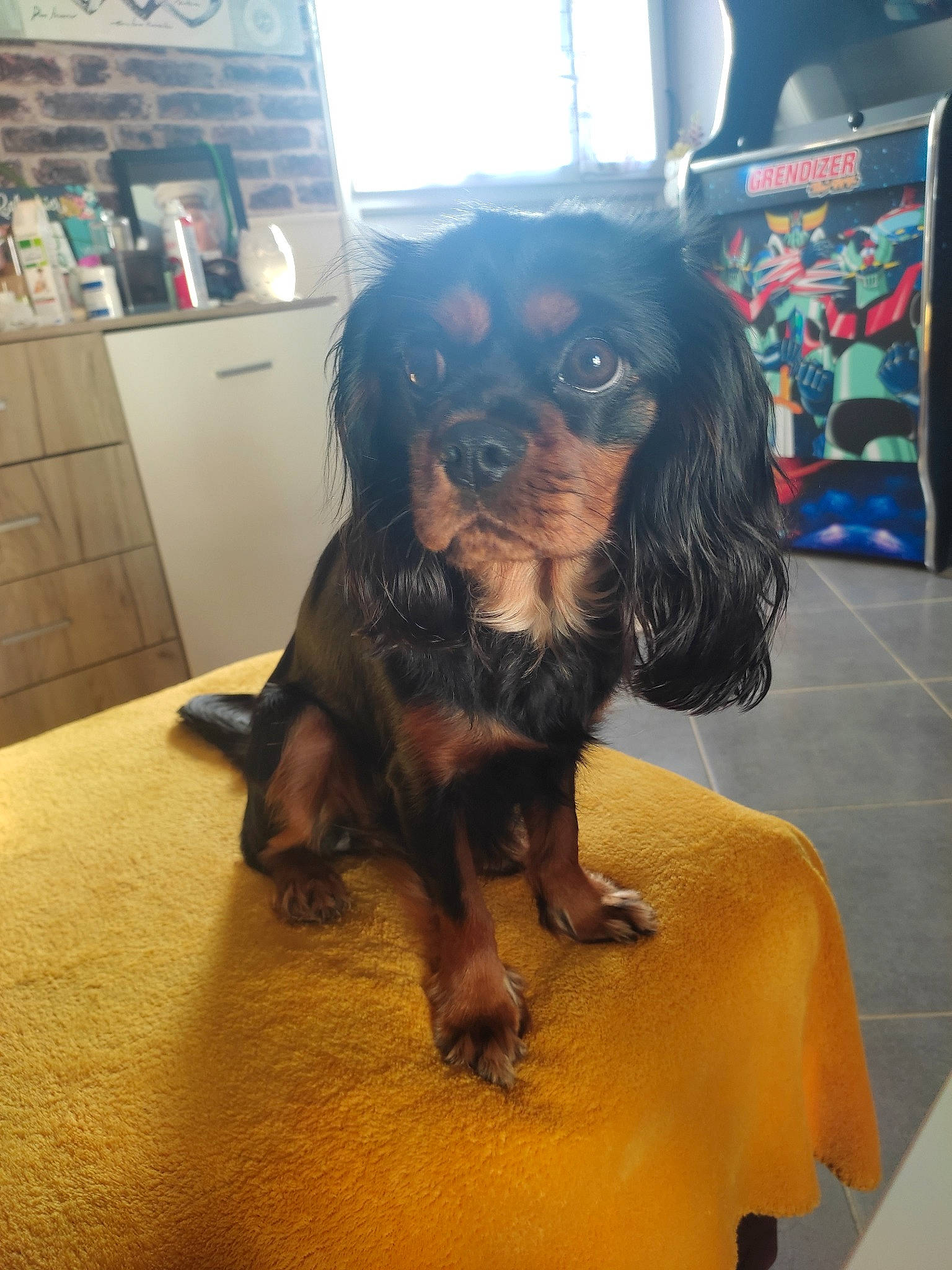 Téa participe au concours pour gagner de l'argent avec cette photo : cabinetry, canidae, carnivore, companion_dog, dog, dog_breed, drawer, fawn, flooring, fur, hardwood, liver, snout, spaniel, sporting_group, toy_dog, working_animal, working_dog