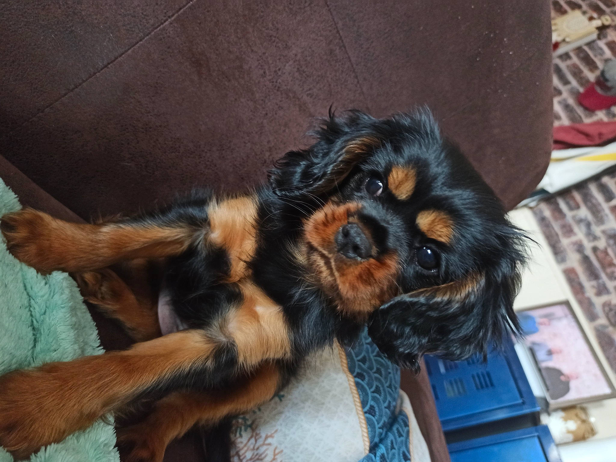 Tea a rejoint le concours — aidez-le/la à gagner de superbes lots ! canidae, carnivore, claw, companion_dog, dog, dog_breed, fur, liver, nail, paw, small_terrier, snout, sporting_group, tail, terrestrial_animal, toy_dog, whiskers, working_animal, working_dog, wrist