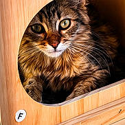 Simba participe au concours pour gagner de l'argent avec cette photo : cat, tabby, fur, wood, wooden_box, pet, animal, whiskers, eyes, cozy, indoor, cute, feline, portrait, resting, curious, closeup, face, paws, shelter